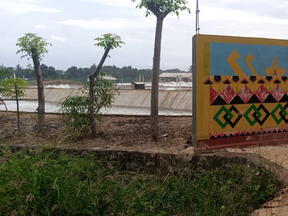 Tambak Udang Dan Krisis Ekologi Pesisir: Ketika Keuntungan Mengalahkan Keseimbangan Alam