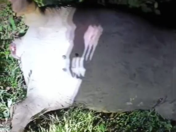 Kematian Beruntun Kerbau Di Marga Punduh, Warga Tuding Ada Oknum Tebar Racun