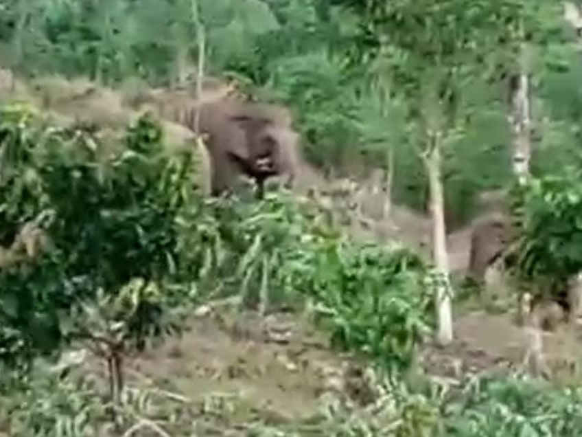 Gajah Liar Merusak Gubuk Warga Di Talang Karet, Petugas Lakukan Pemantauan Intensif