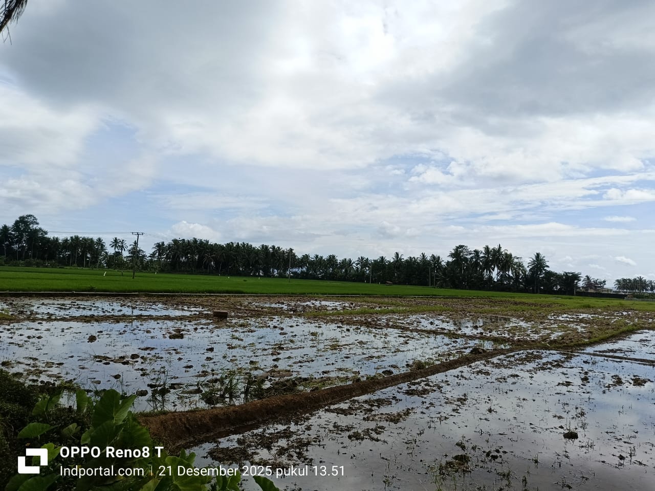 Krisis Air Irigasi Di Pekon Badak, Warga Desak Pemda Bangun Bendungan