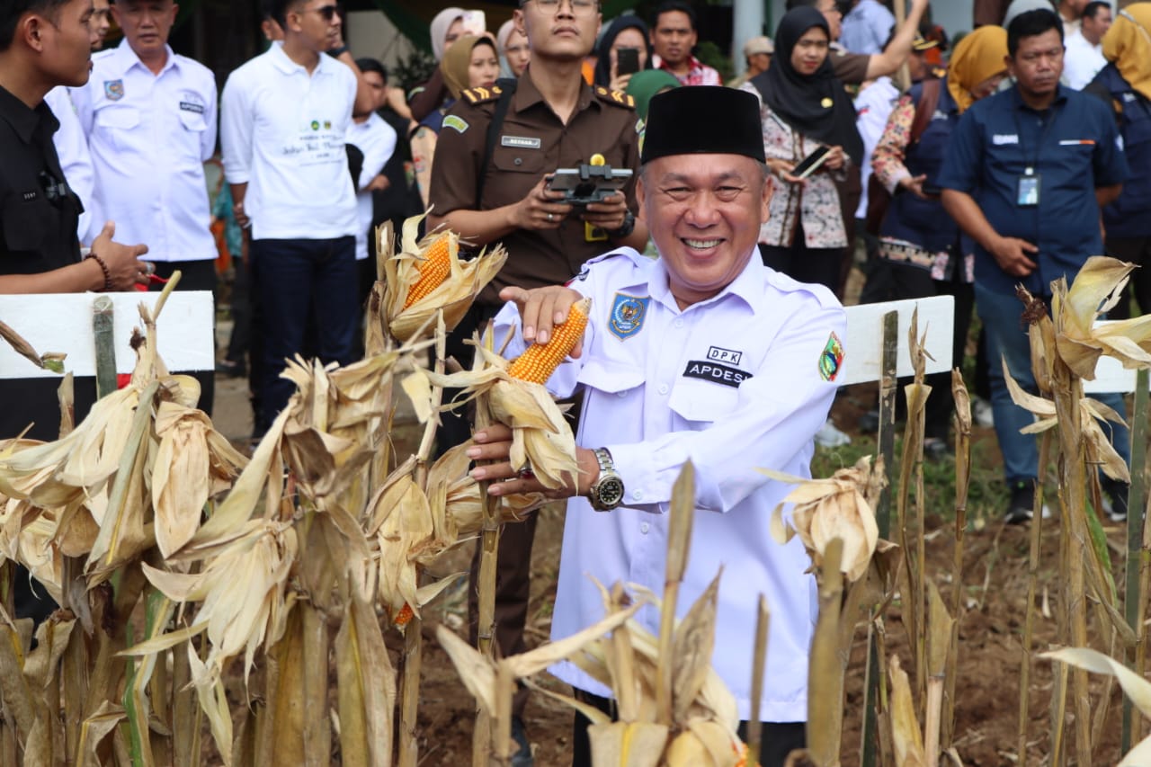 Ikuti Panen Raya Jagung Di Gisting, Ketua DPK Apdesi Limau Apresiasi Kejari Tanggamus.